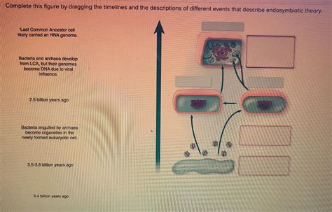 Solved Complete this figure by dragging the timelines and | Chegg.com