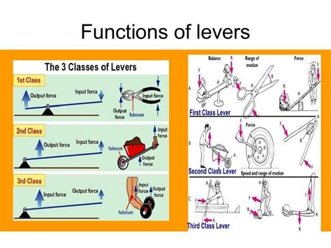 Image result for Class 2 Lever