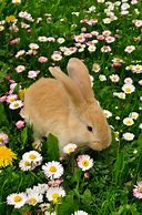 Image result for Beautiful Rabbit in Purple Flowers