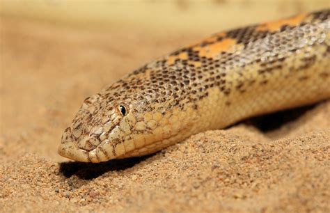 Arabia Sand Boa (Eryx jayakari) | Snake, Harmless snakes, Cute snake