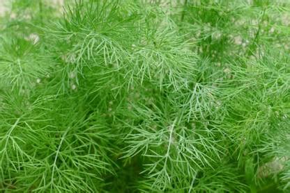 Paudha Organic Soya Dill Plant Seed Price in India - Buy Paudha Organic ...