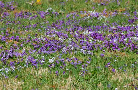 What Are The Purple Flowers Growing In My Yard at Carly Decosta blog