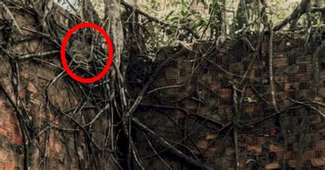 Decipher The Wall-Crawling Entity – Snake Or Not?