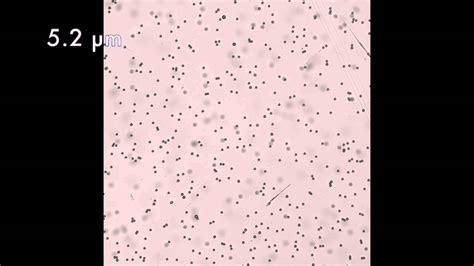 Kuvatulokset haulle brownian motion
