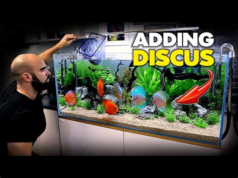Rezultat imagine pentru Discus Tank Setup
