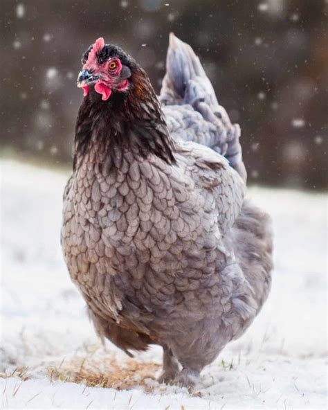 20 Best Blue Chicken Breeds (With Pictures)