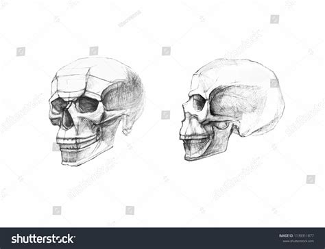 Skull Profile Side View Pencil Drawing Stock Vector (Royalty Free ...