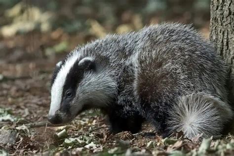 Types of Python's 的图像结果