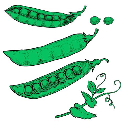 Peas illustration Images - Free Download on Freepik
