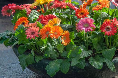 How To Grow Gerbera Daisy From Seed | Storables