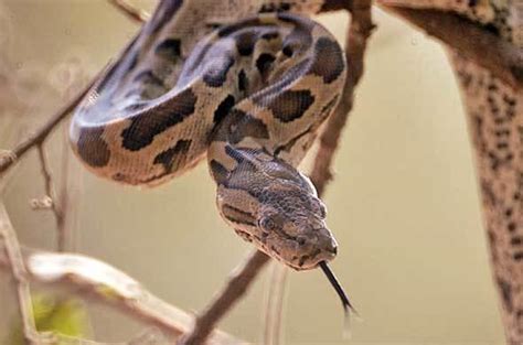 Image result for African Rock Python Eating Crocodiles