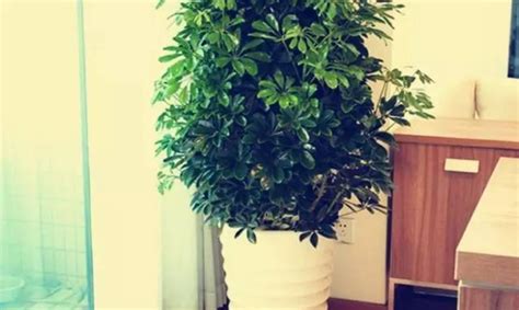 绿植是家里最好的软装师 最新室内绿植搭配效果图 - 软装 - 装一网