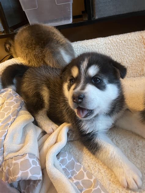 Brown Malamute Puppy