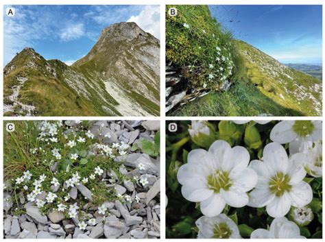 Plants | Special Issue : Arctic and Alpine Plants: Ecology, Adaptations ...