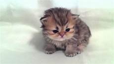 kitten for sale shaded golden kitten for sale from kitten for sale shaded golden kitten for sale from