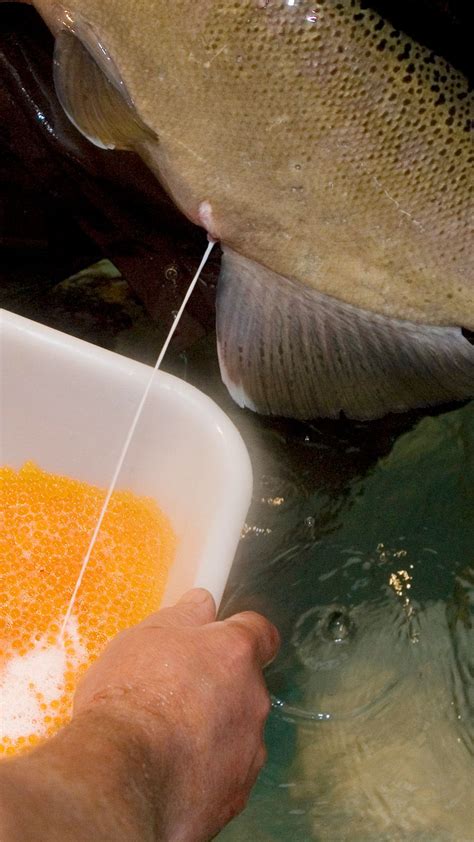 What’s in a salmon sperm facial? | CNN Business