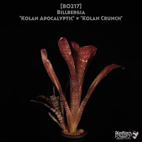【送料無料】Billbergia 'Kolan Apocalyptic' x 'Kolan Crunch'〔ビルベルギア〕現品発送B0217 ...
