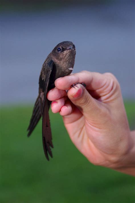 Chimney Swift - Alabama Birding Trails