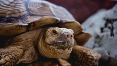 Image result for Japanese Box Turtle