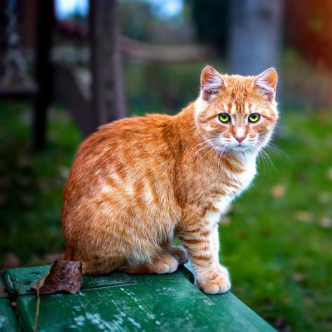 Vet Near Me Cumberland, RI | Diamond Hill Animal Clinic