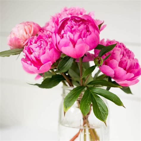 Columbine Flowers: How To Plant, Grow And Care For Them! - Green Garden ...