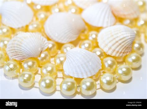 Image result for Pearly Shells Lesson