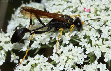 Mud Dauber Wasp - Sceliphron - North American Insects & spiders