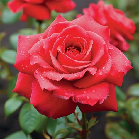 Red Rose Varieties: 23 Beautiful Types of Red Rose