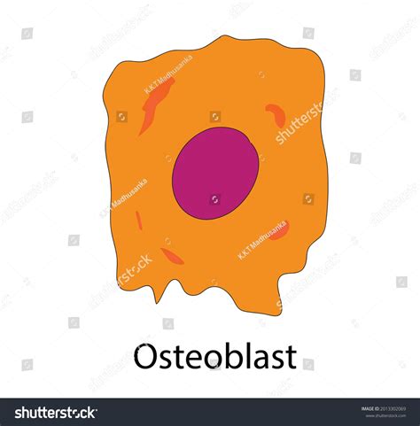 Biological Illustration Osteoblast Cell Types Bone Stock Vector ...