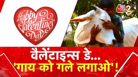 वैलेंटाइन डे पर उठी Cow Hug Day मनाने की मांग, किसका है ये प्लान ...