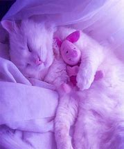 Image result for Cutest Kittens