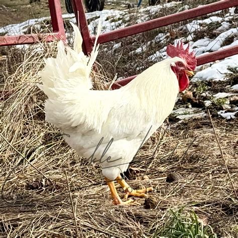 Rhode Island White Chickens - Baby Chicks For Sale | Cackle Hatchery®