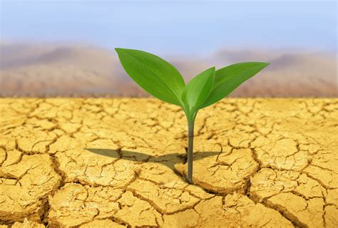Plants That Survive In Harsh Conditions at Jack Waller blog