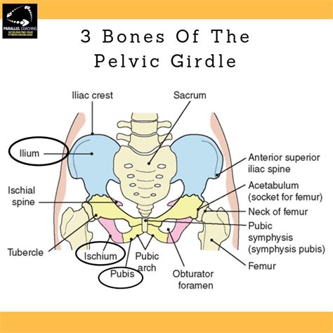 Pelvic Bones