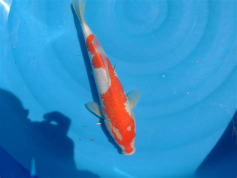 Echte Japan Koi in Frankfurt am Main | Tiere | Kleinanzeigen