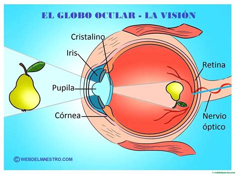 Partes Del Ojo Anatomy Of The Eye: Structures, Characteristics And