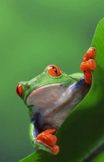 Image result for Tree Frog Terrarium