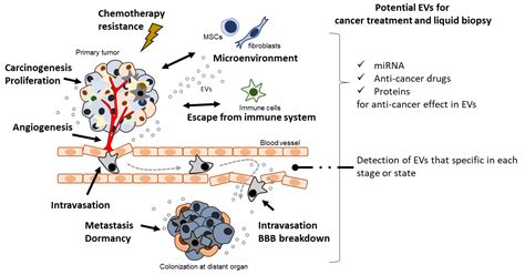 Anti-Cancer Role and Therapeutic Potential of Extracellular Vesicles
