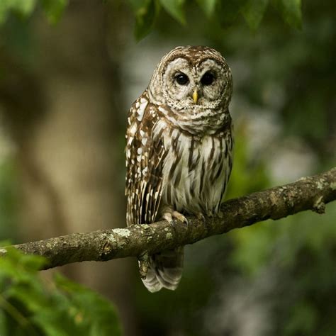 Download wallpaper 1280x1280 owl, bird, predator, color, branch, sit ...