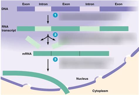 Intron 的图像结果