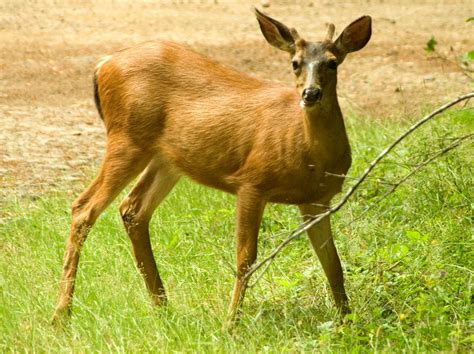 Black-tailed deer | mammal | Britannica