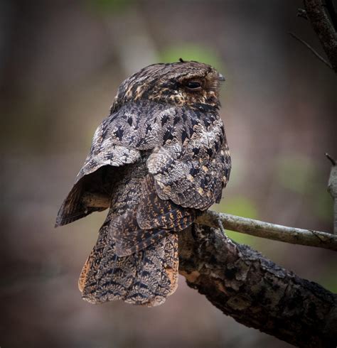 Eastern Whip Poor Will