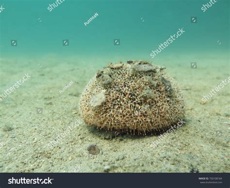 2,402 Flower Urchins Images, Stock Photos & Vectors | Shutterstock