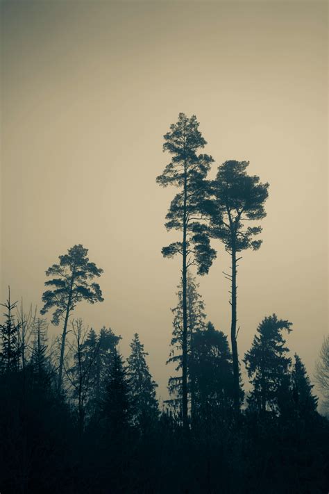 Image result for Tree Line Explained