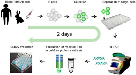 Rapid Generation of Monoclonal Antibodies from Single B Cells by ...