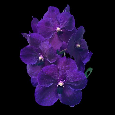 Vanda Orchid Plant Somsri Glory Blue #2 Mature