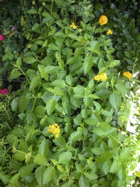 Yellow Lantana Ground Cover Plants
