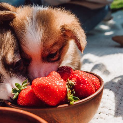 Can Dogs Eat Strawberries? - House that Barks
