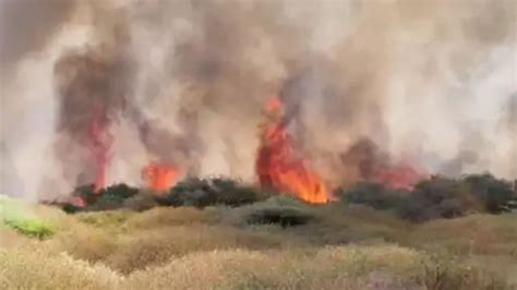 Gujarat: Massive Fire Breaks Out In Porbandar’s Acacia Forest Near ...