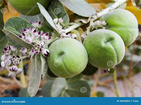 Apple of sodom stock image. Image of pinnacle, branbakh - 49843803